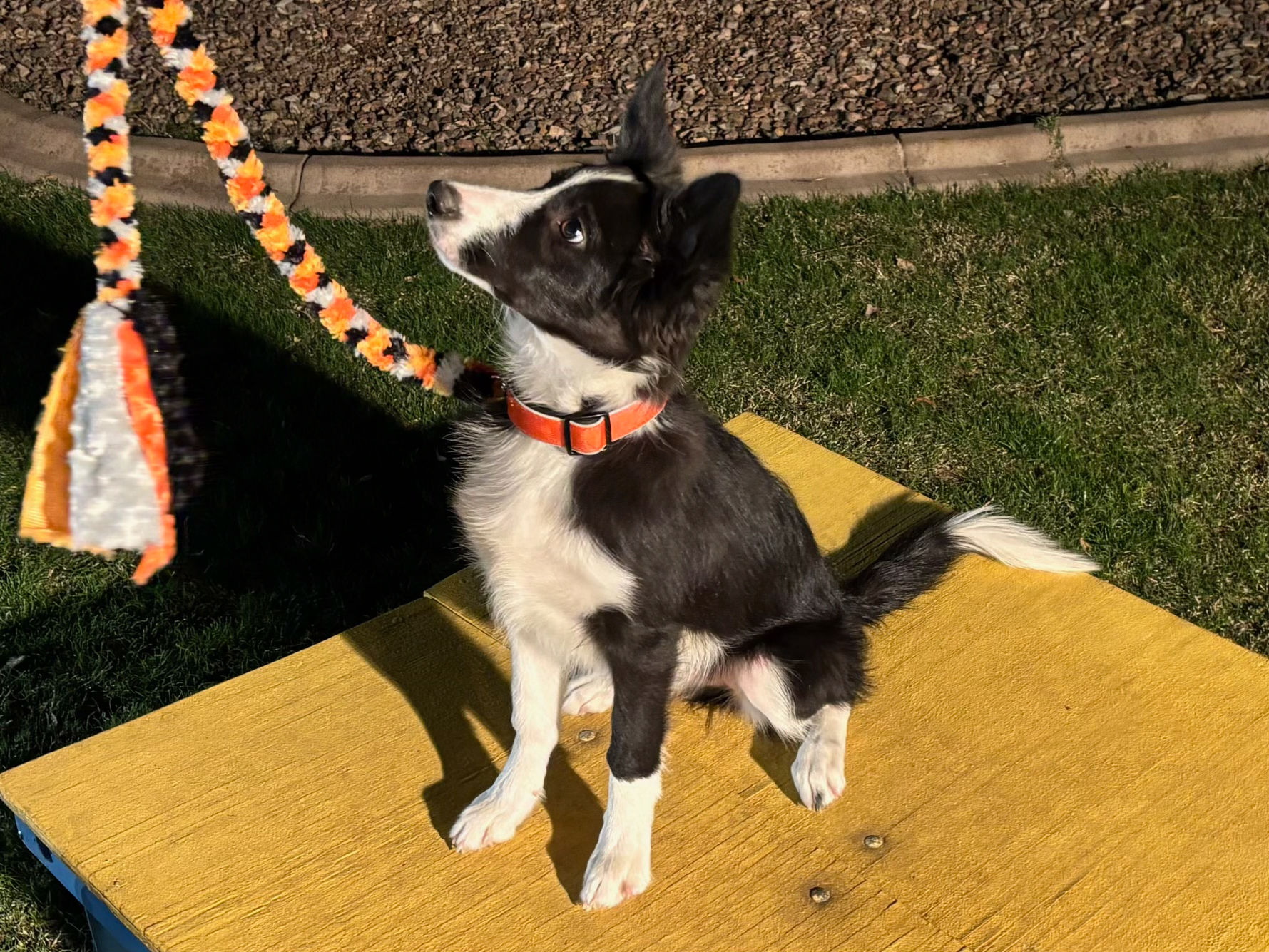 Dog training student photo
