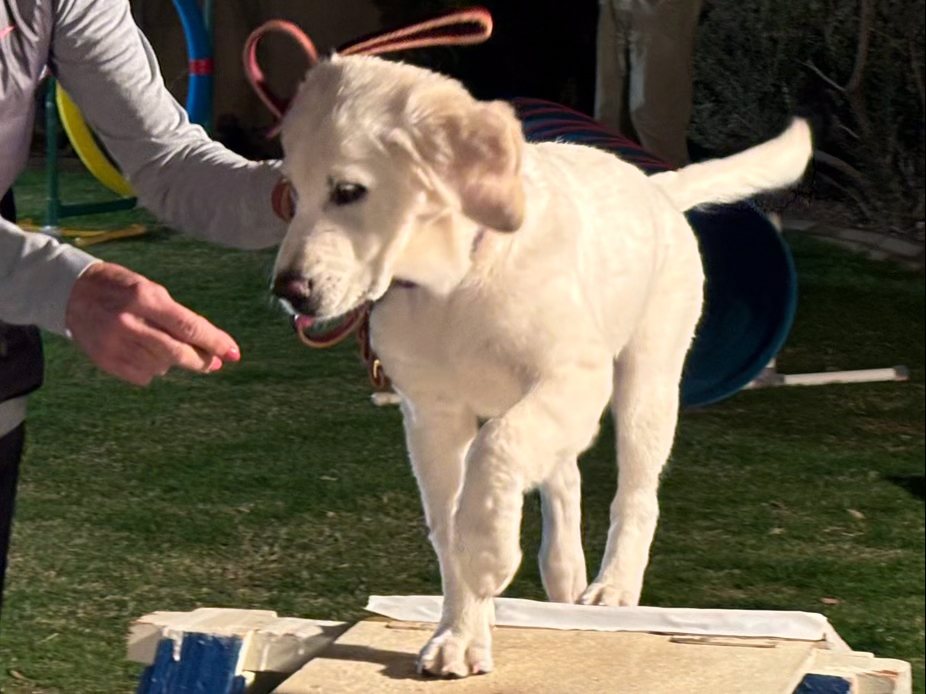 Dog training student photo