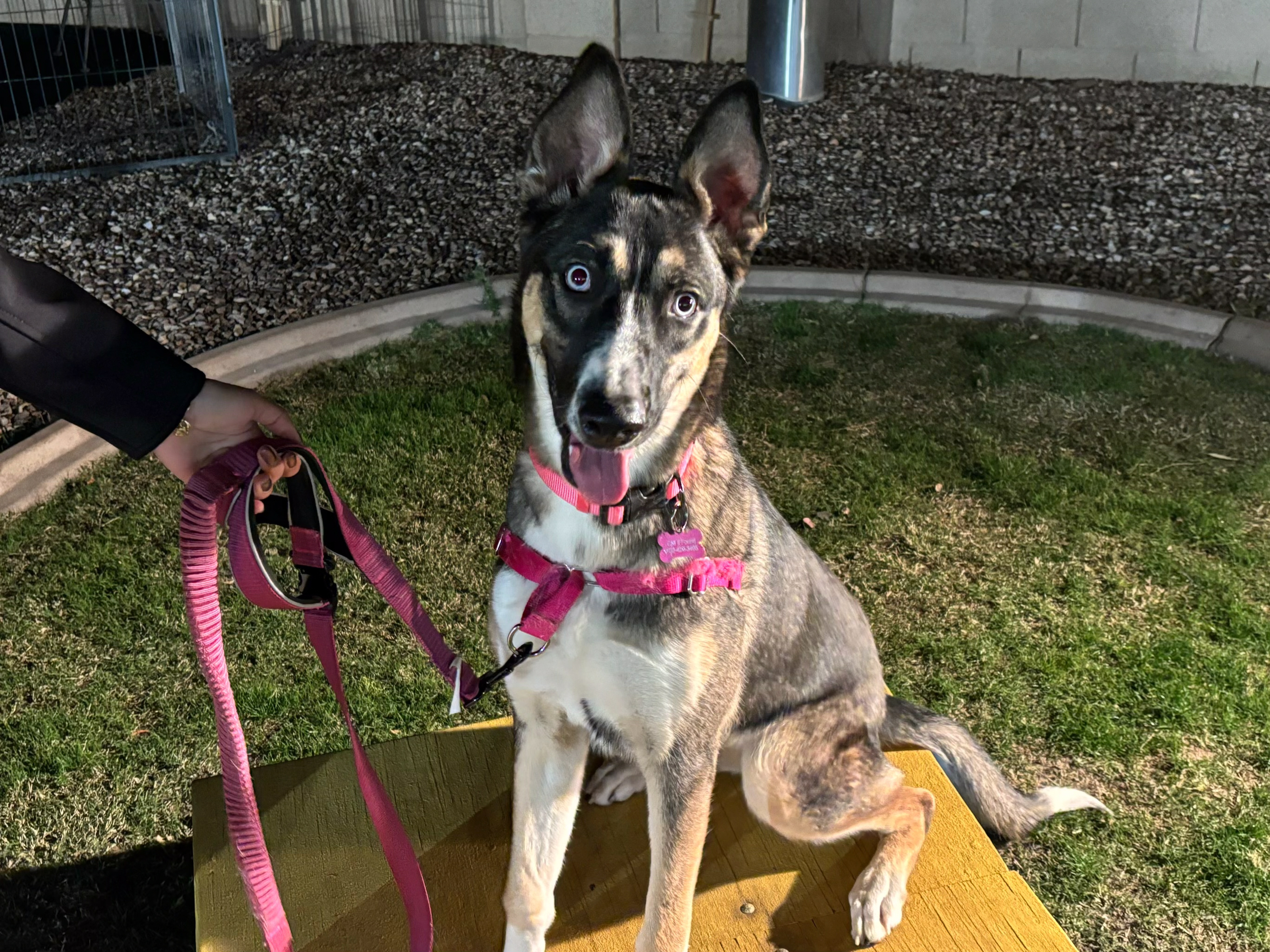 Dog training student photo
