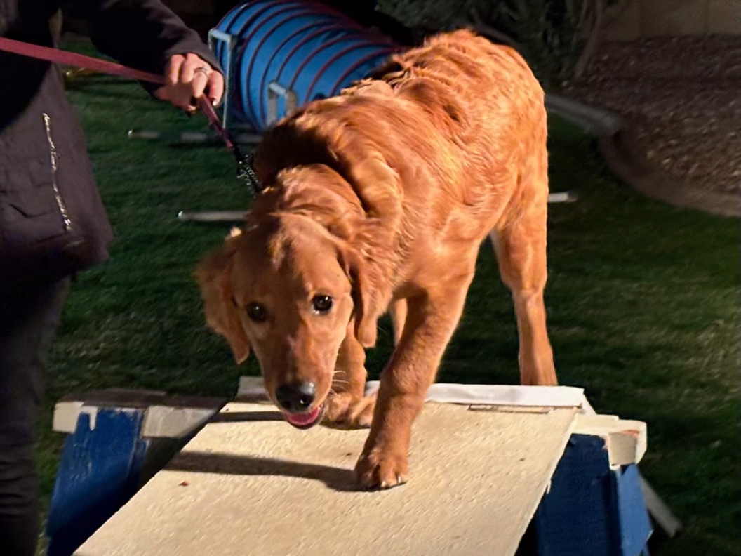 Dog training student photo