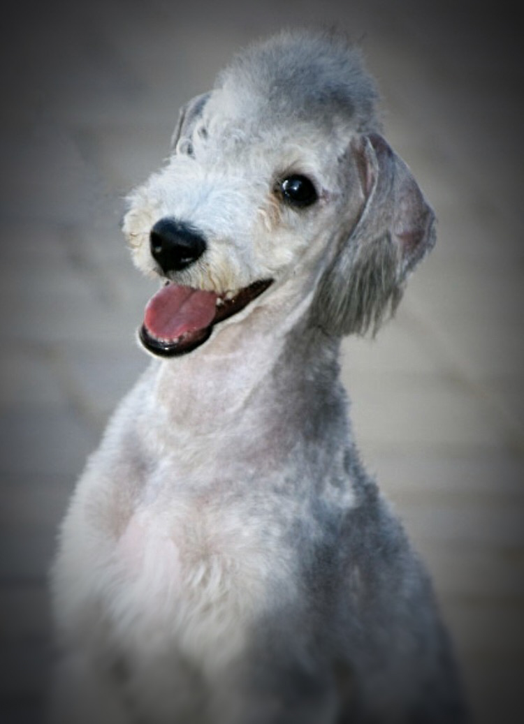 Dog training student photo