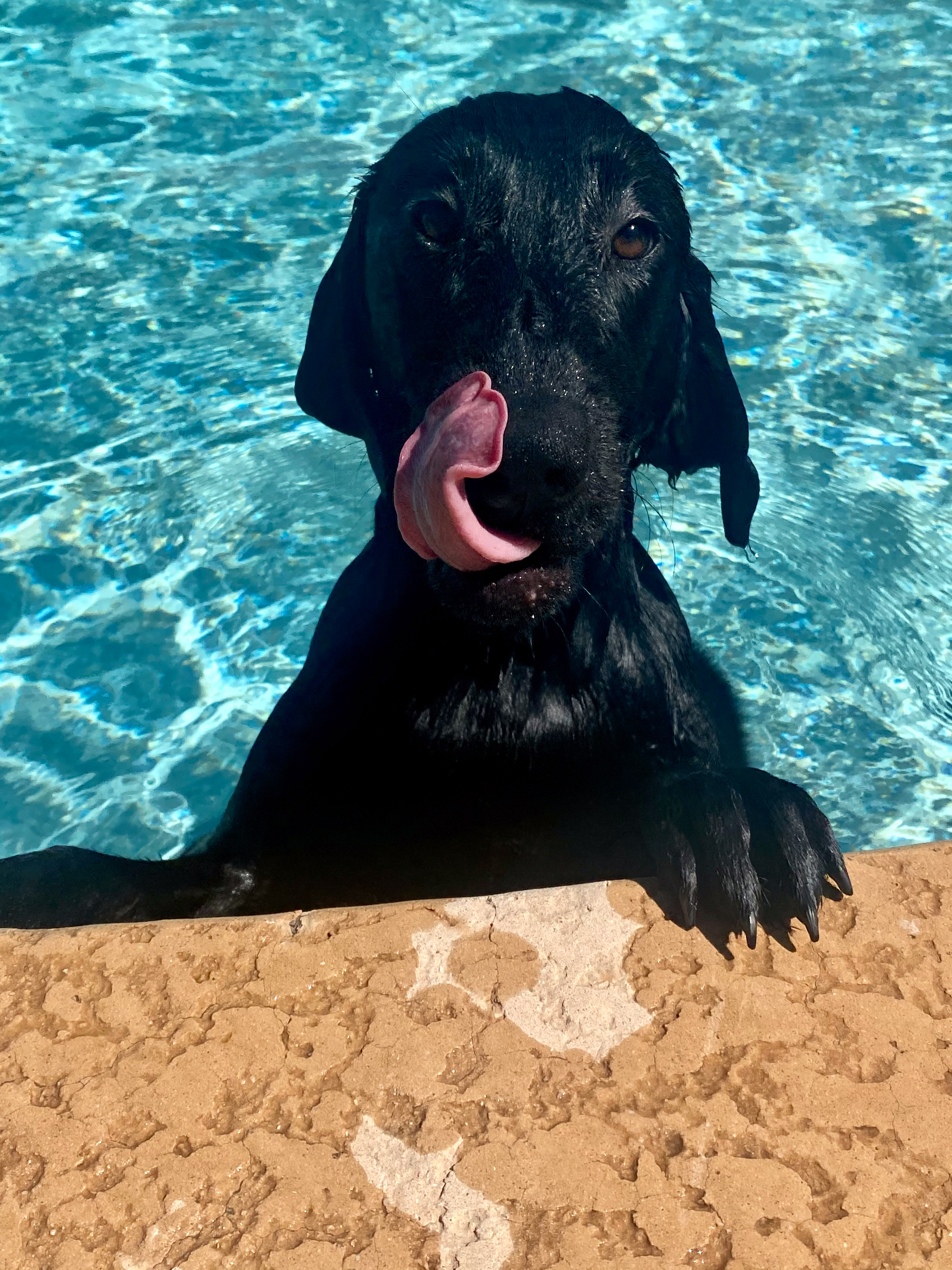 Dog training student photo