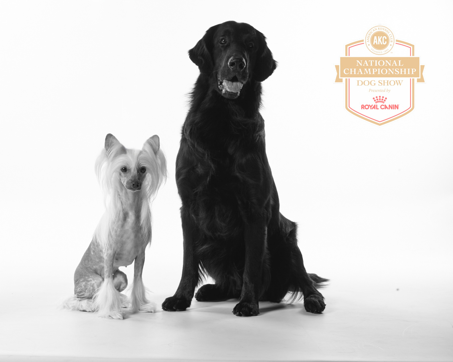 Dog training student photo