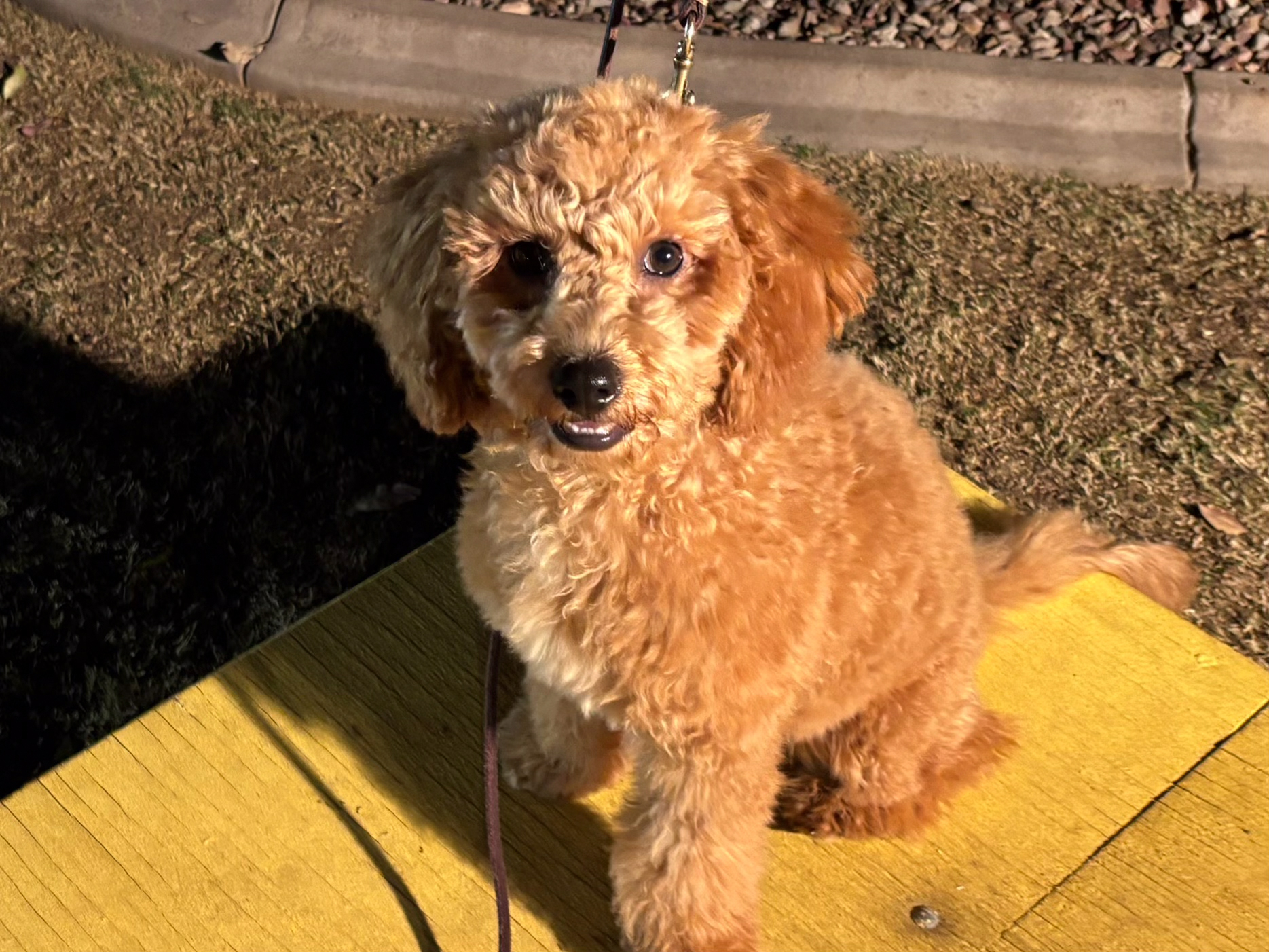 Dog training student photo