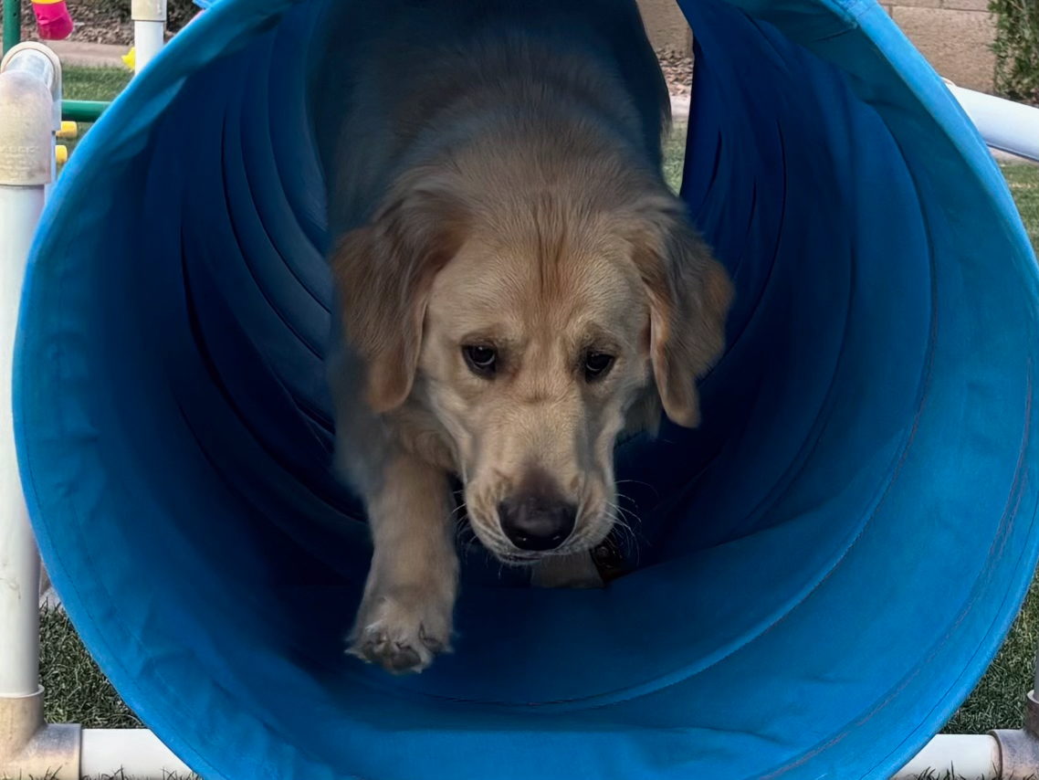 Dog training student photo