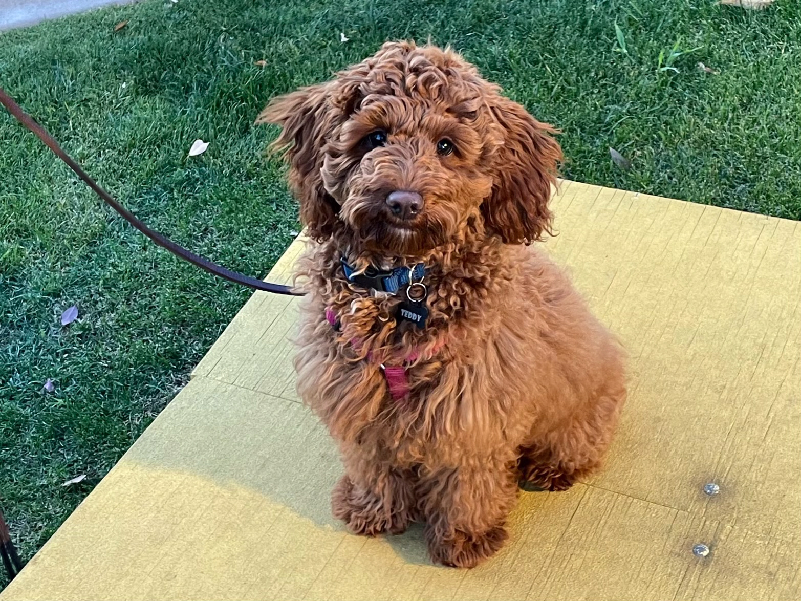 Dog training student photo