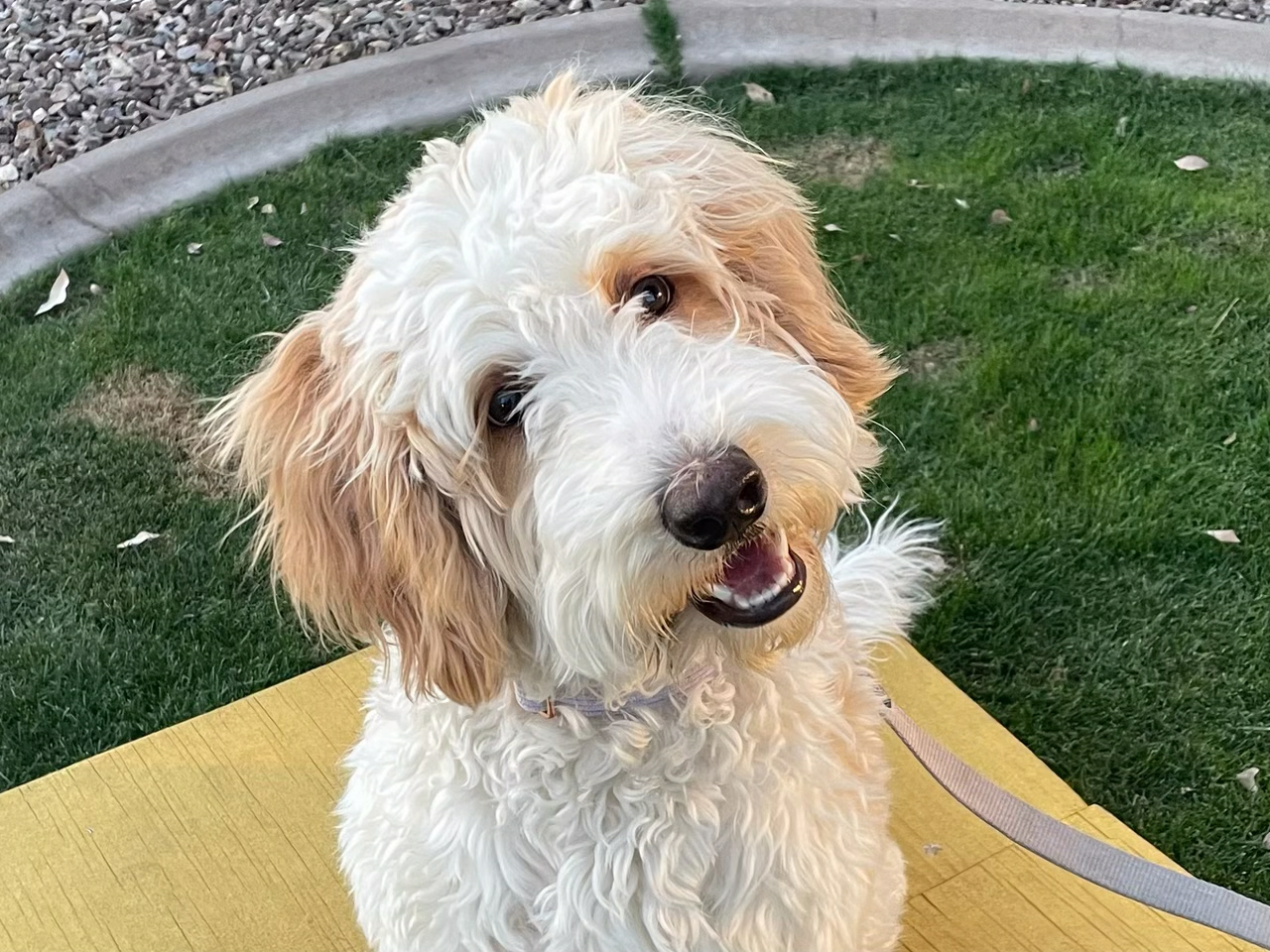 Dog training student photo