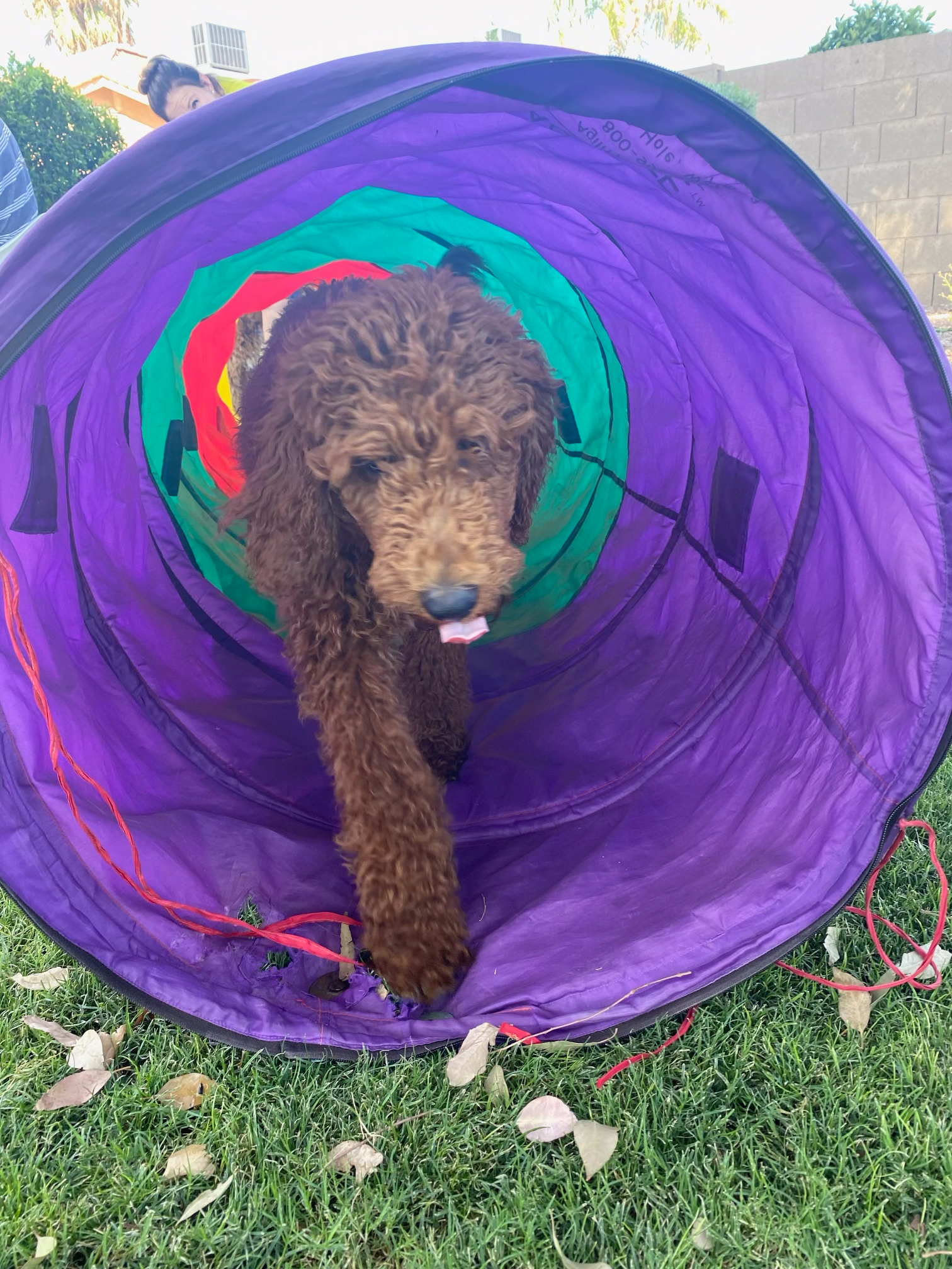 Dog training student photo