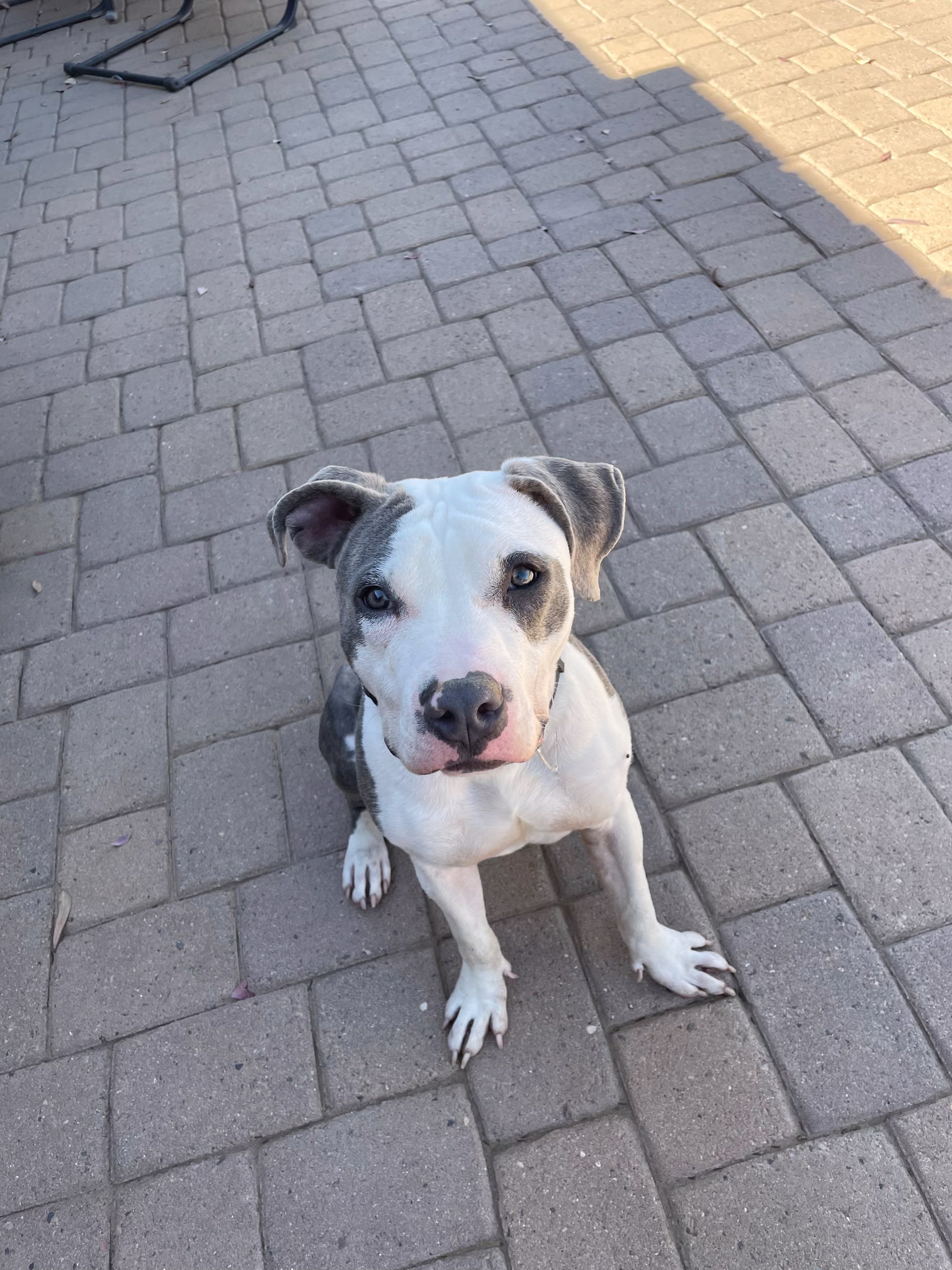 Dog training student photo